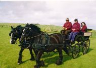 Ponies carriage driving in wagonette